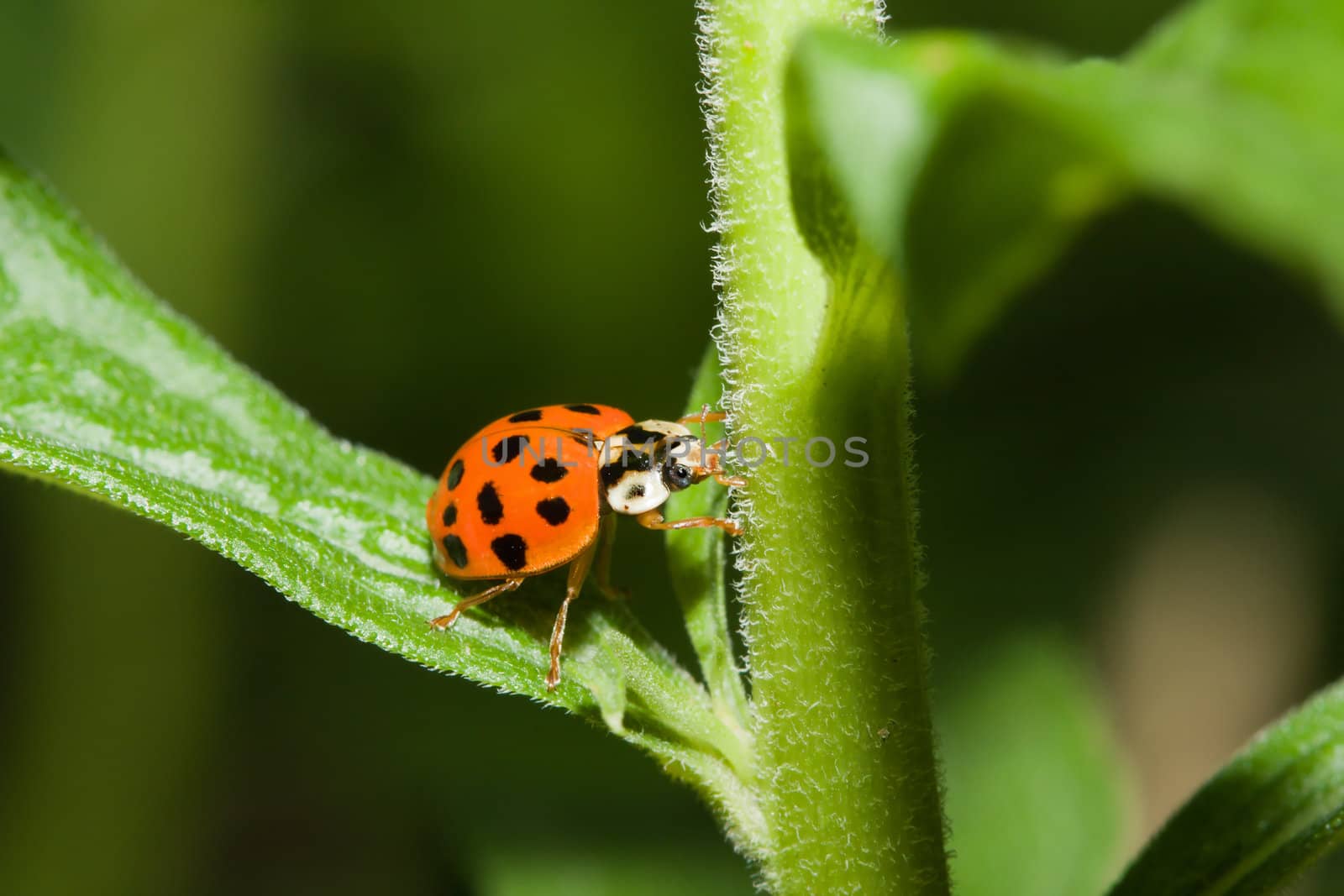 Asian Ladybug Beetle, (Harmonia axyridis) on a plant stem.