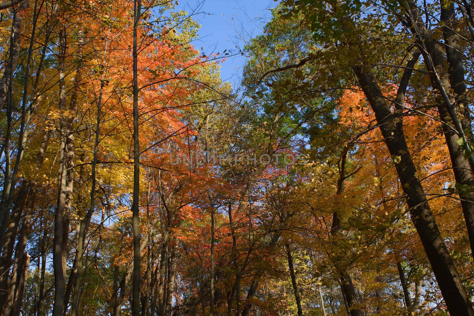 The colors of the forest in Fall.