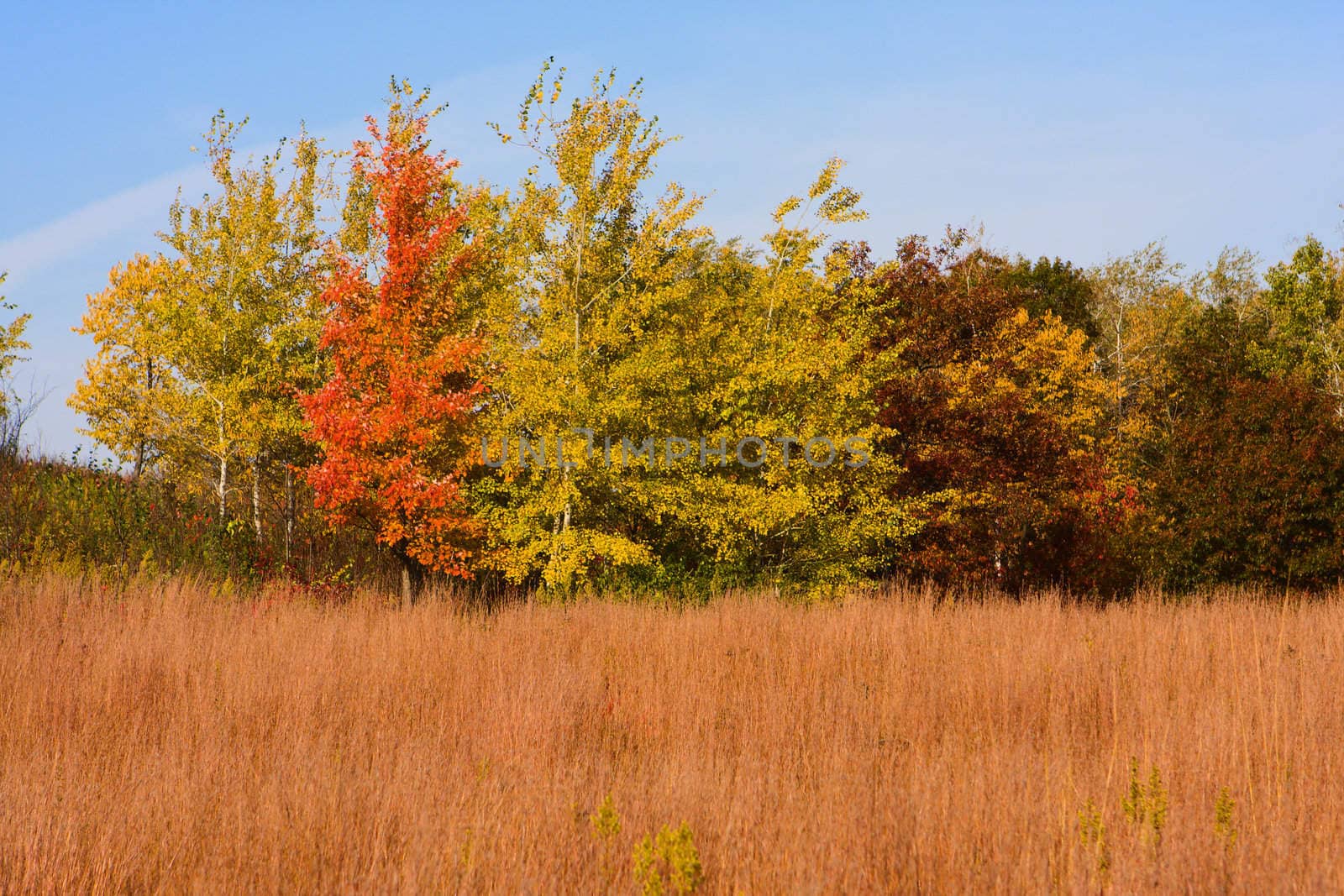 Beautiful Trees in Autumn by Coffee999