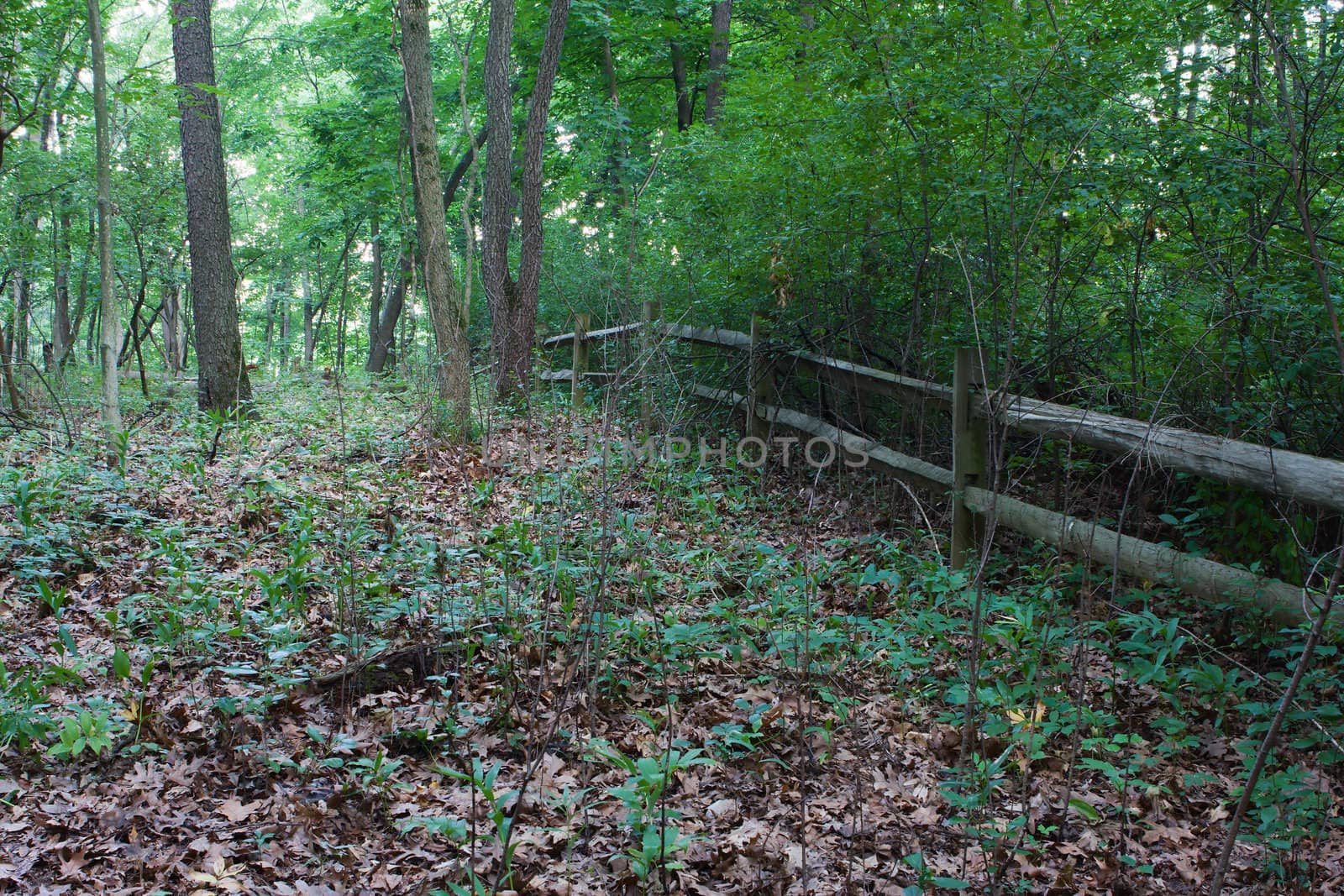 Wooden fence leading into a green forest.