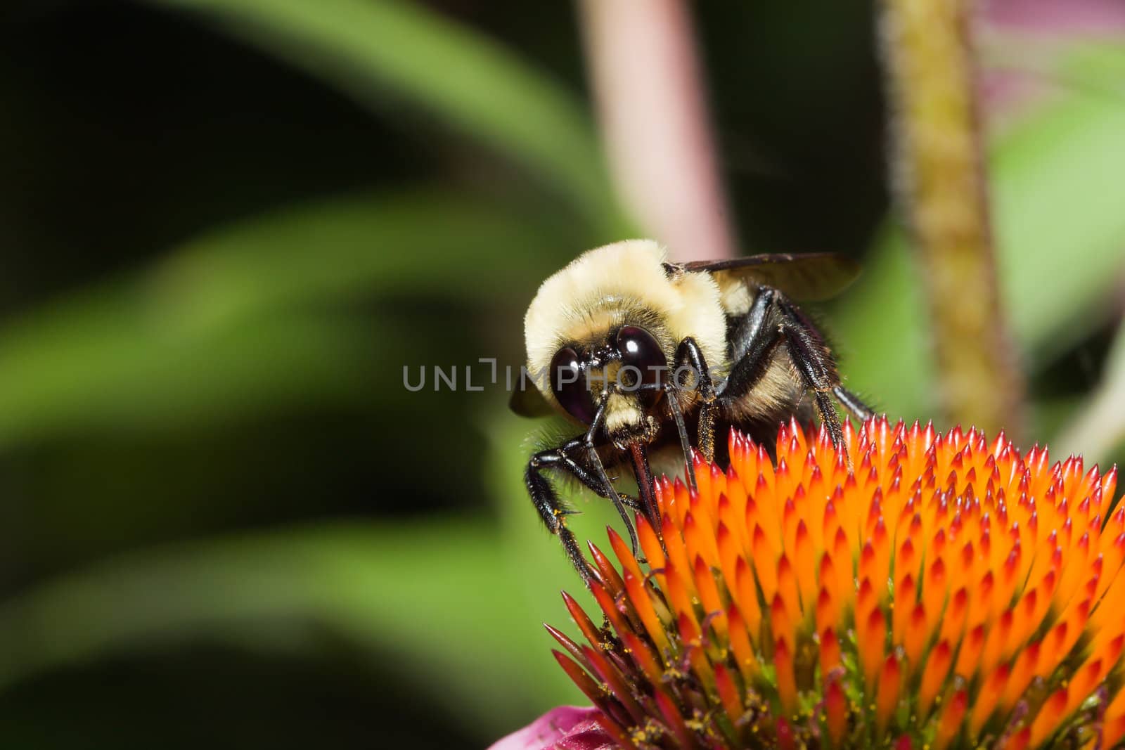 Golden Northern Bumblebee on a cone flower.