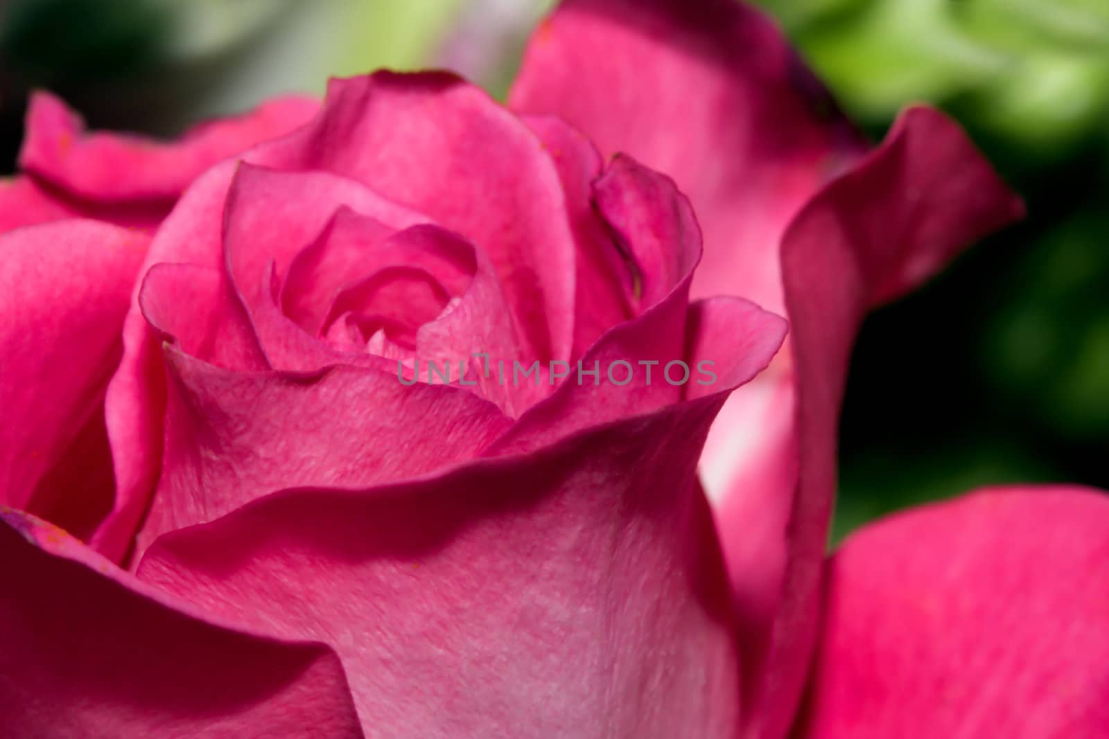 Beautiful Pink Rose in a flower garden.