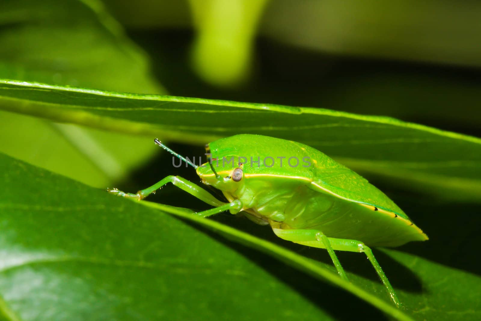 Green stink bug or shield bug (Nezara viridula) on a plant.