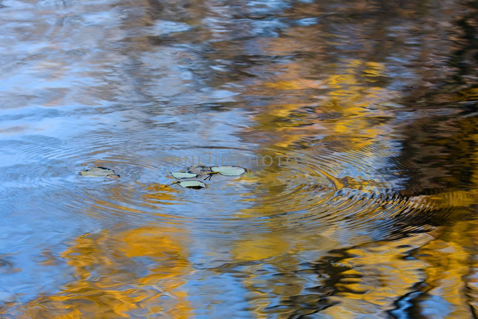 Reflection of Colorful foliage falling into a pond.