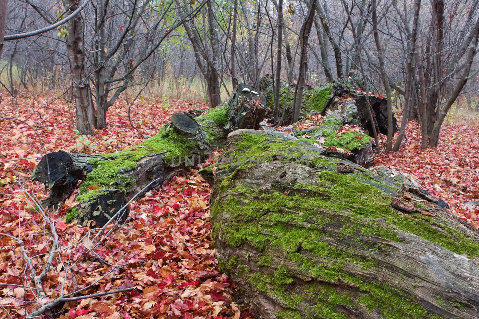 Dead trees collecting moss in the fall season.