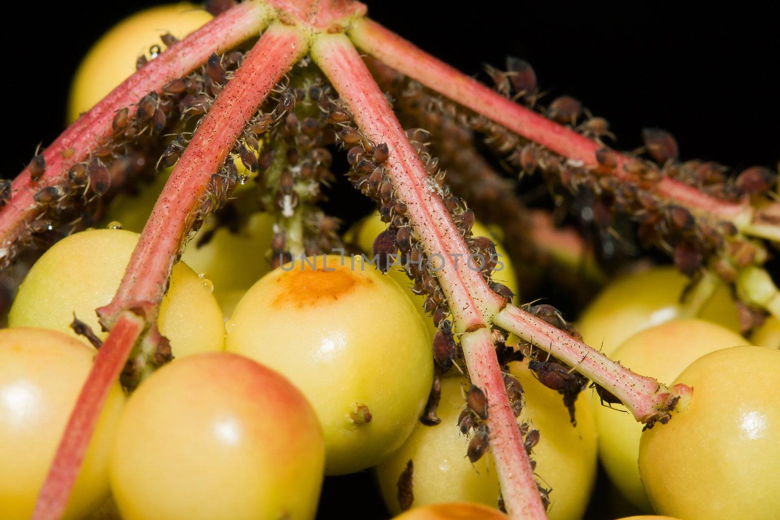 Aphid adults and nymphs on a berry plant.