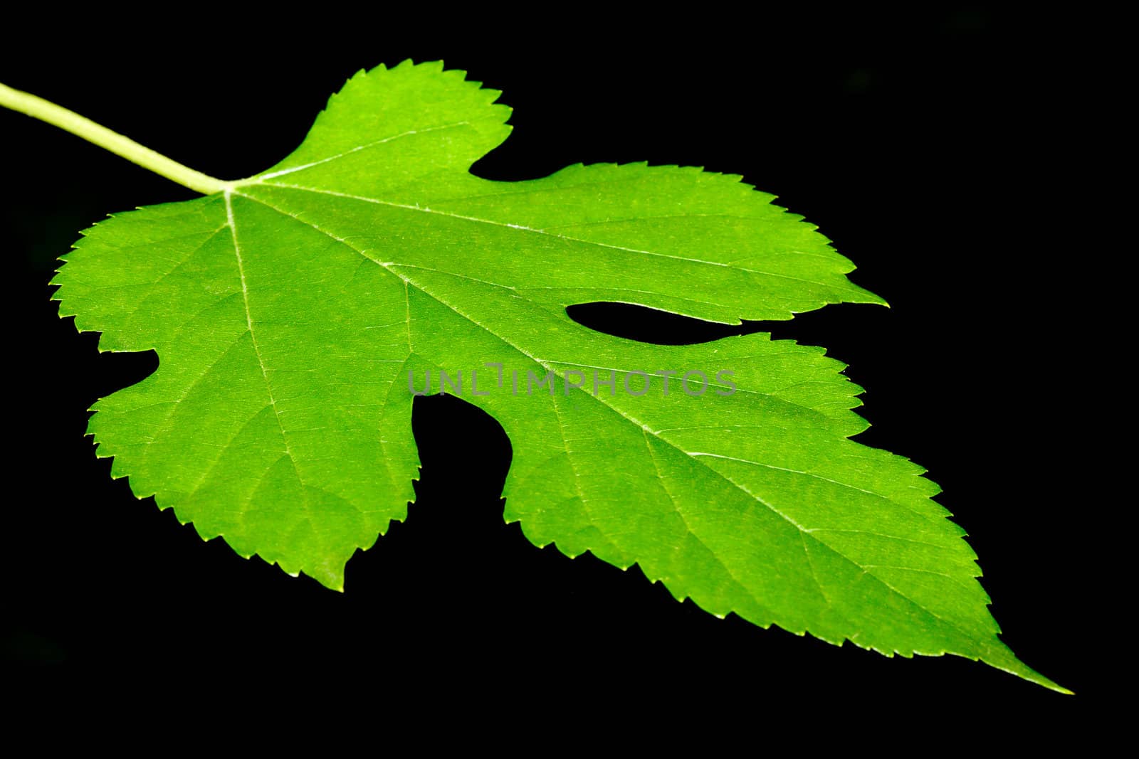 Green Maple leaf isolated with black background.
