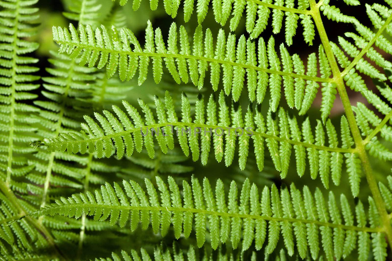 Fern branches out in the wild woods.