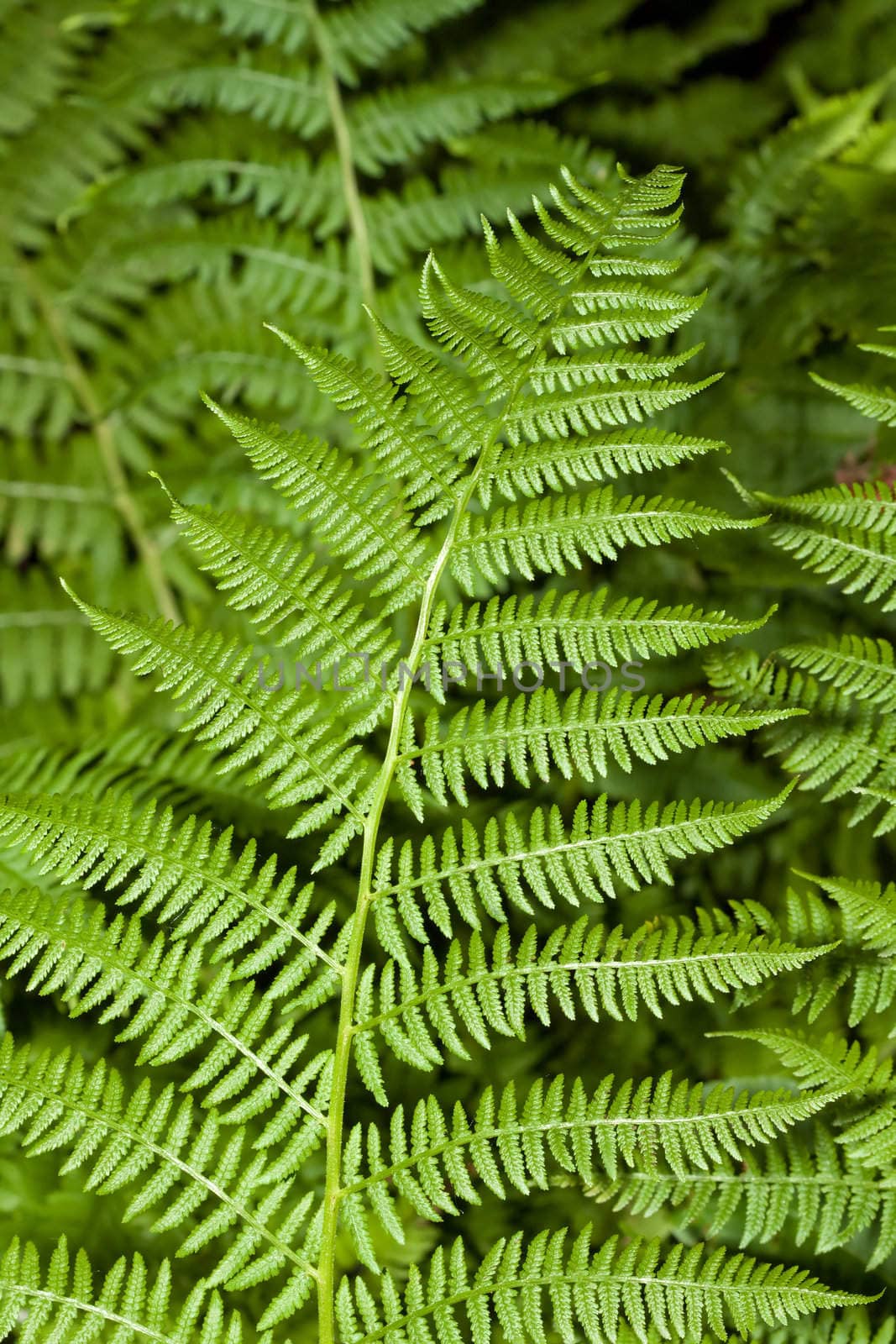 Fern branches out in the wild woods.