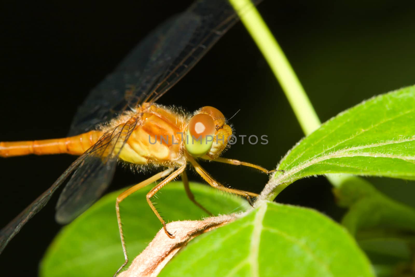 Common Darter Dragonfly perched on a leaf showing his colors.