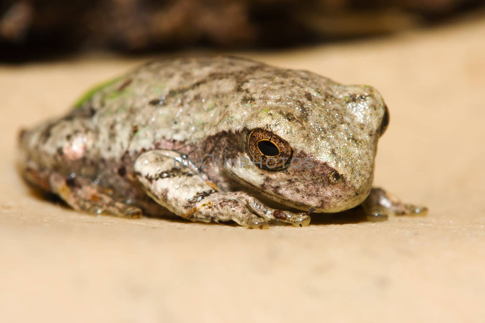 Cope's Gray Tree Frog resting on a ledge.