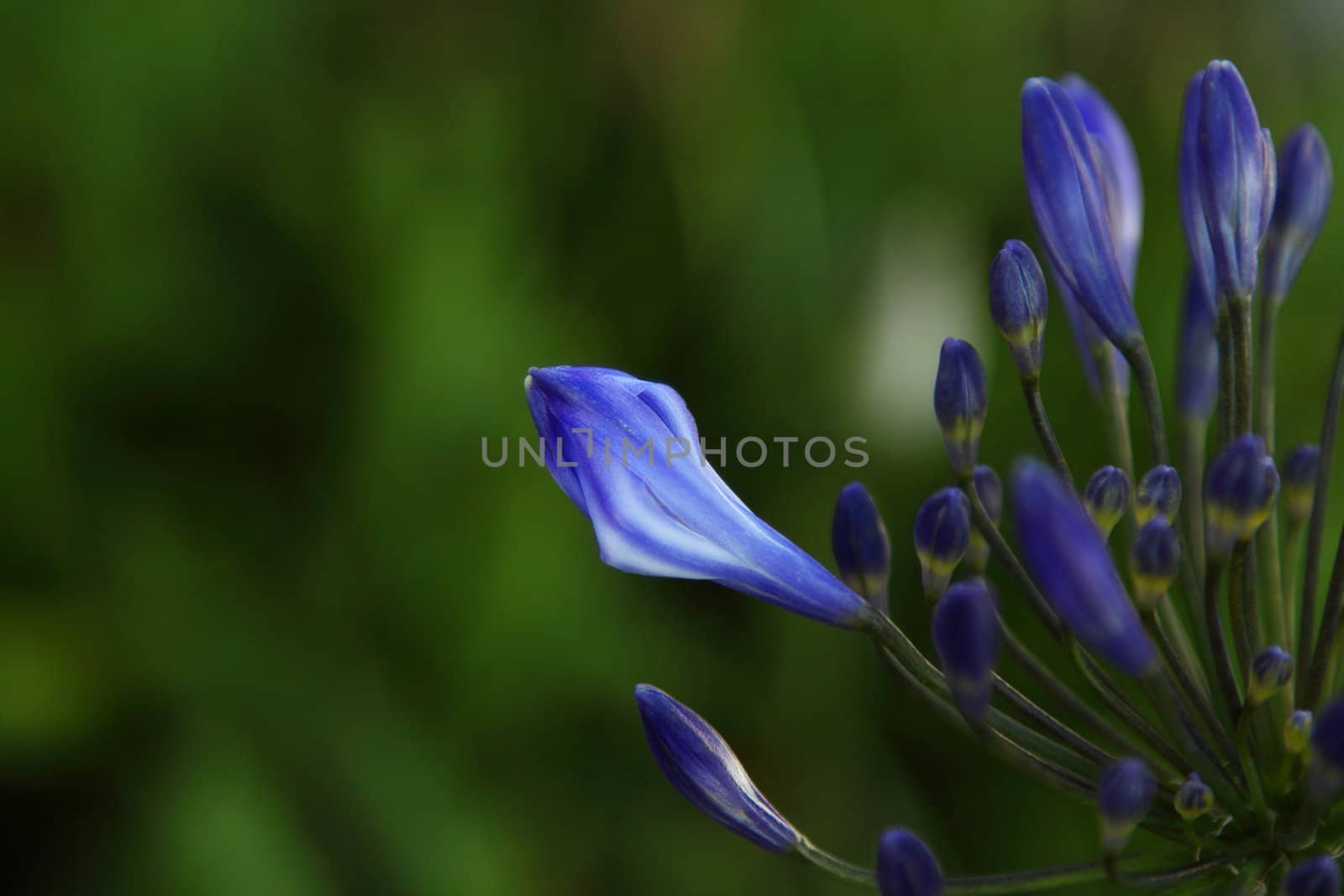 Blue flowers by pulen