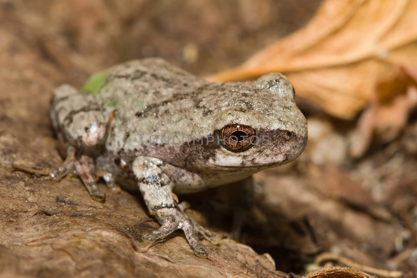 Eastern Gray Tree Frog standing on some leaves.