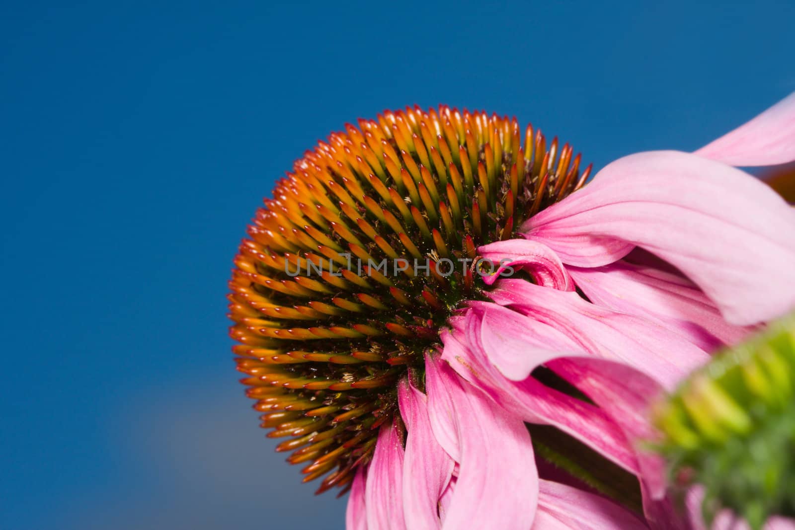 A Cone Flower in bloom against a blue sky.
