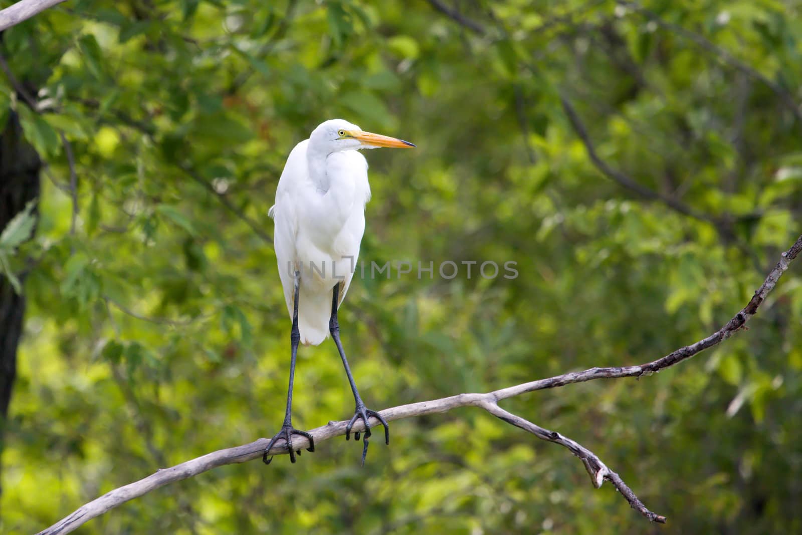 Great White Egret perched in a tree in a park.