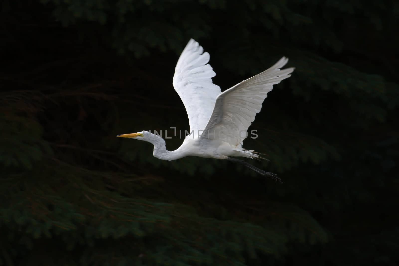 Great White Egret in Flight over a set of pine trees.