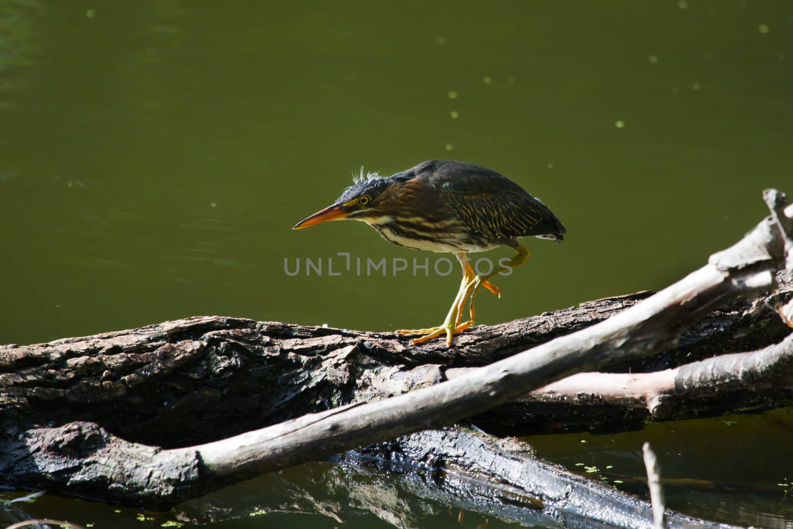 Green Heron quickly moving across a downed tree.