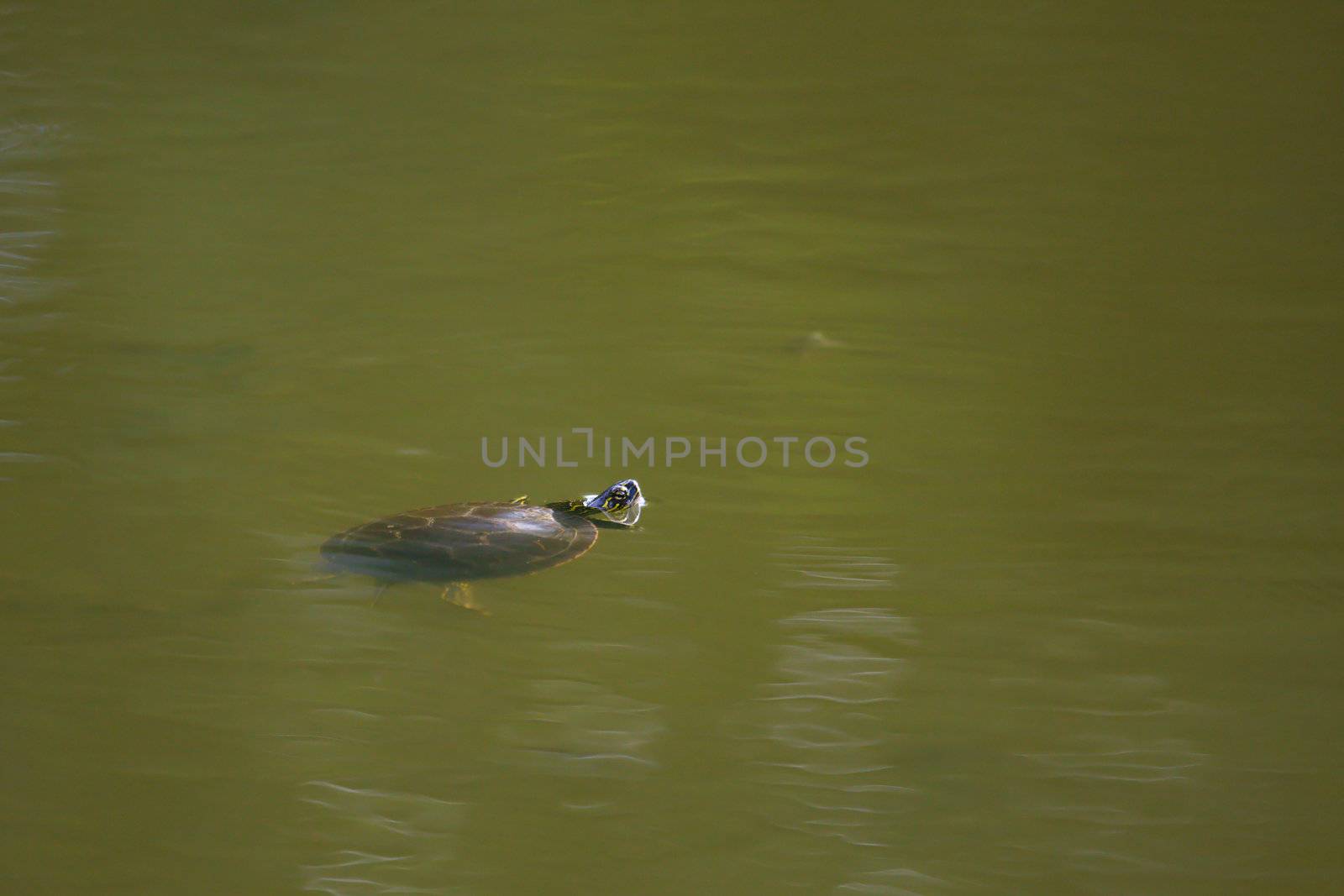 Painted Turtle coming up for air in the swamp.