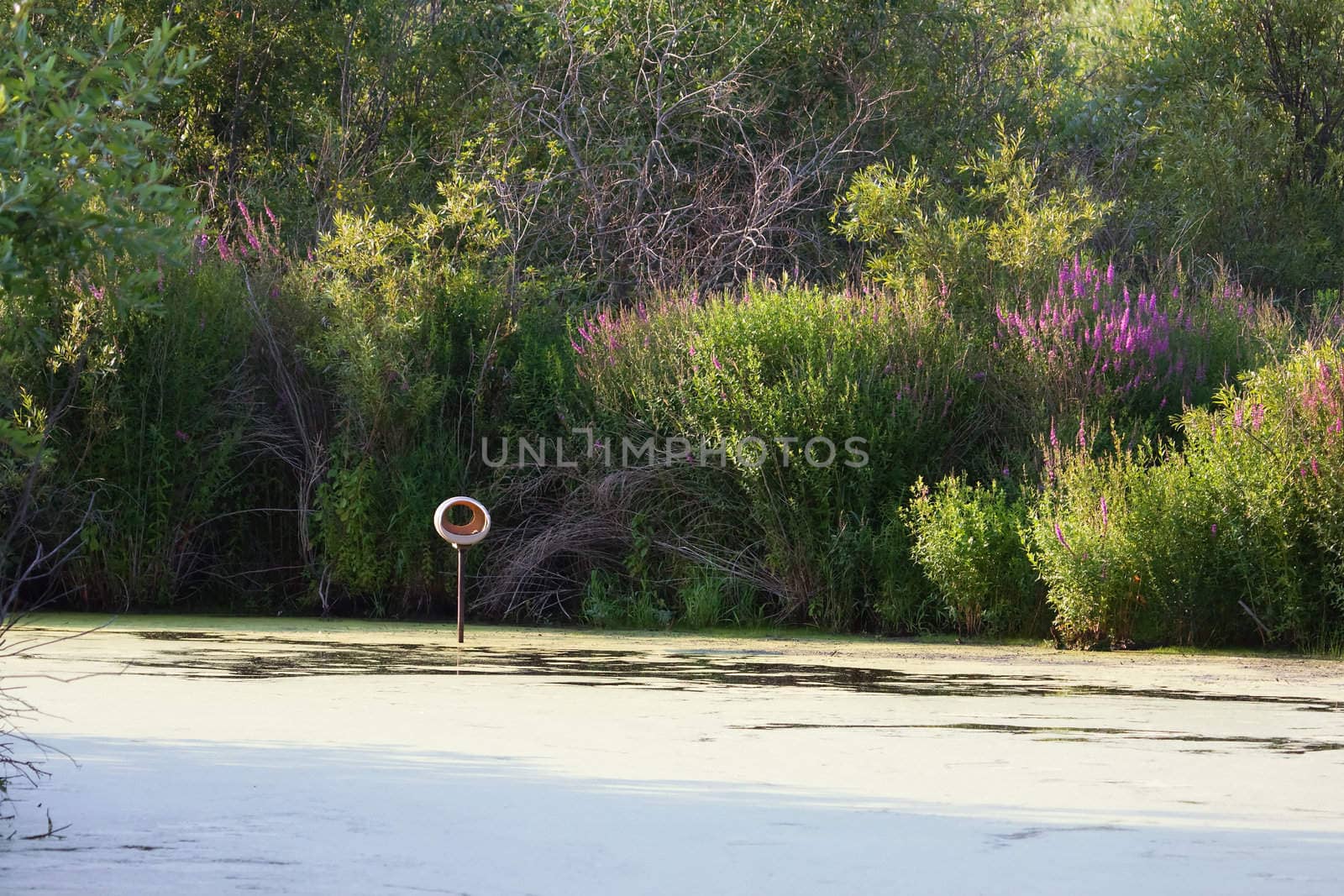 A lone perch in the middle of a pond at a Bird Sanctuary.