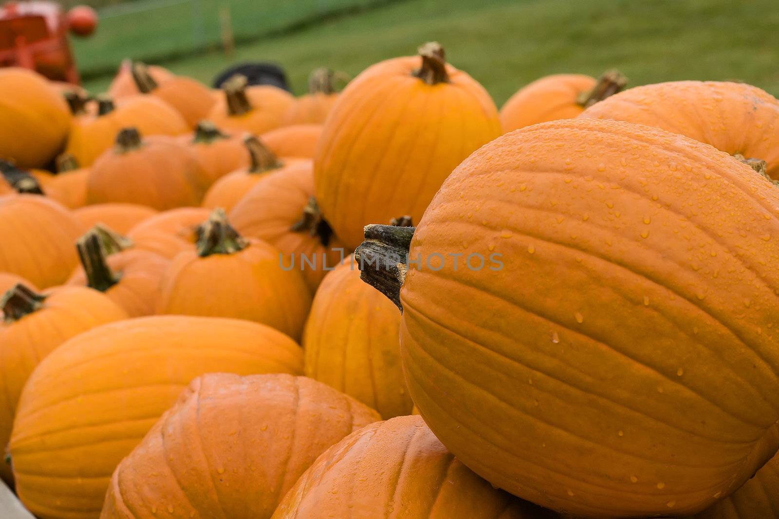 Big pile of pumpkins during the Halloween holiday.