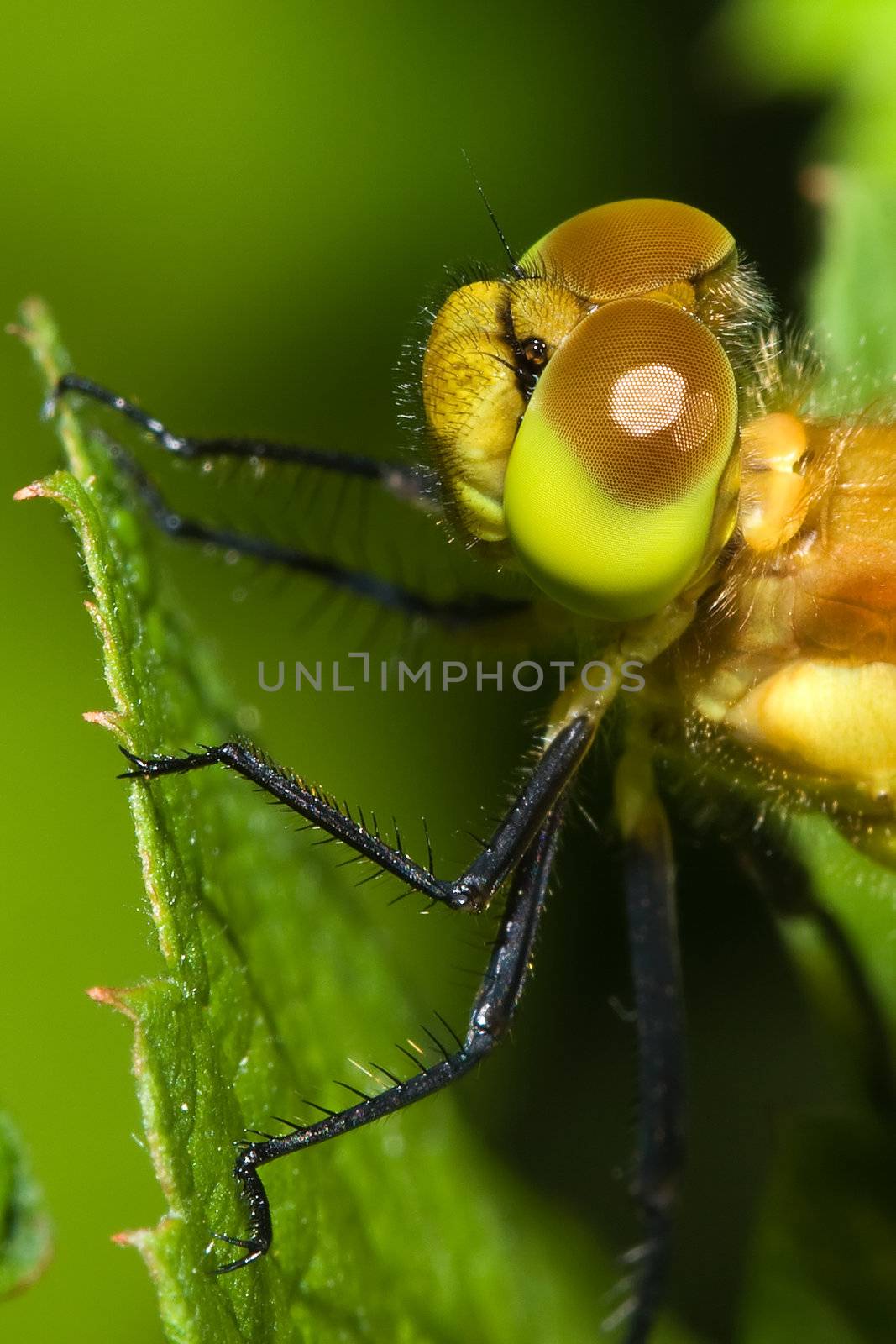 Close up of a Common Darter perched on a plant leaf.