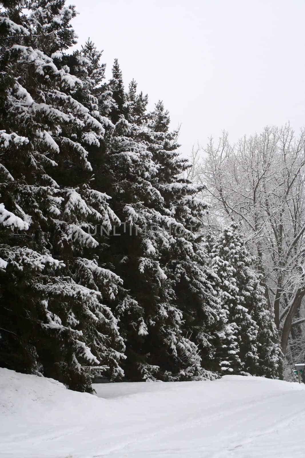 Pine Trees right after a snow storm.