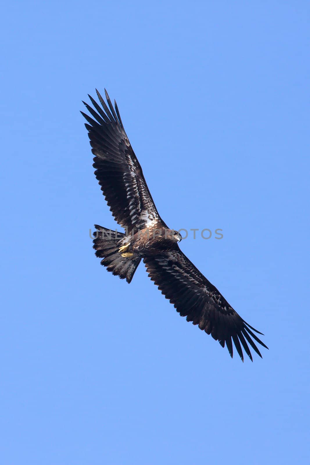 A Juvenile American Bald Eagle soaring high above.