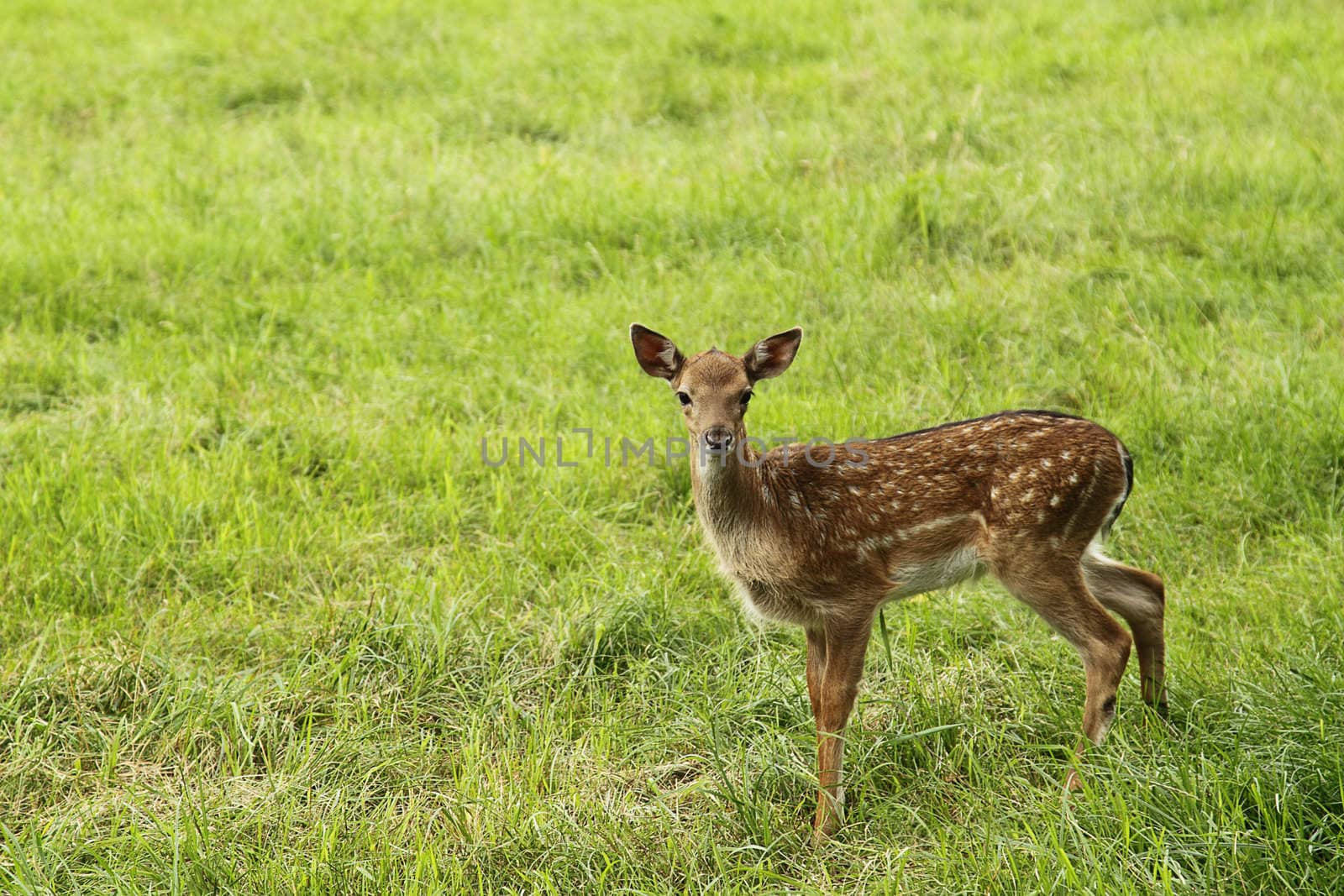 Small doe in zoo over green grass