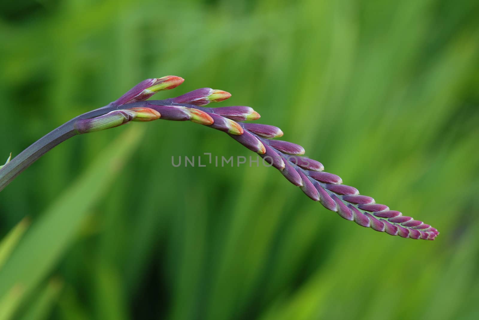 Flower stem with buds over green background