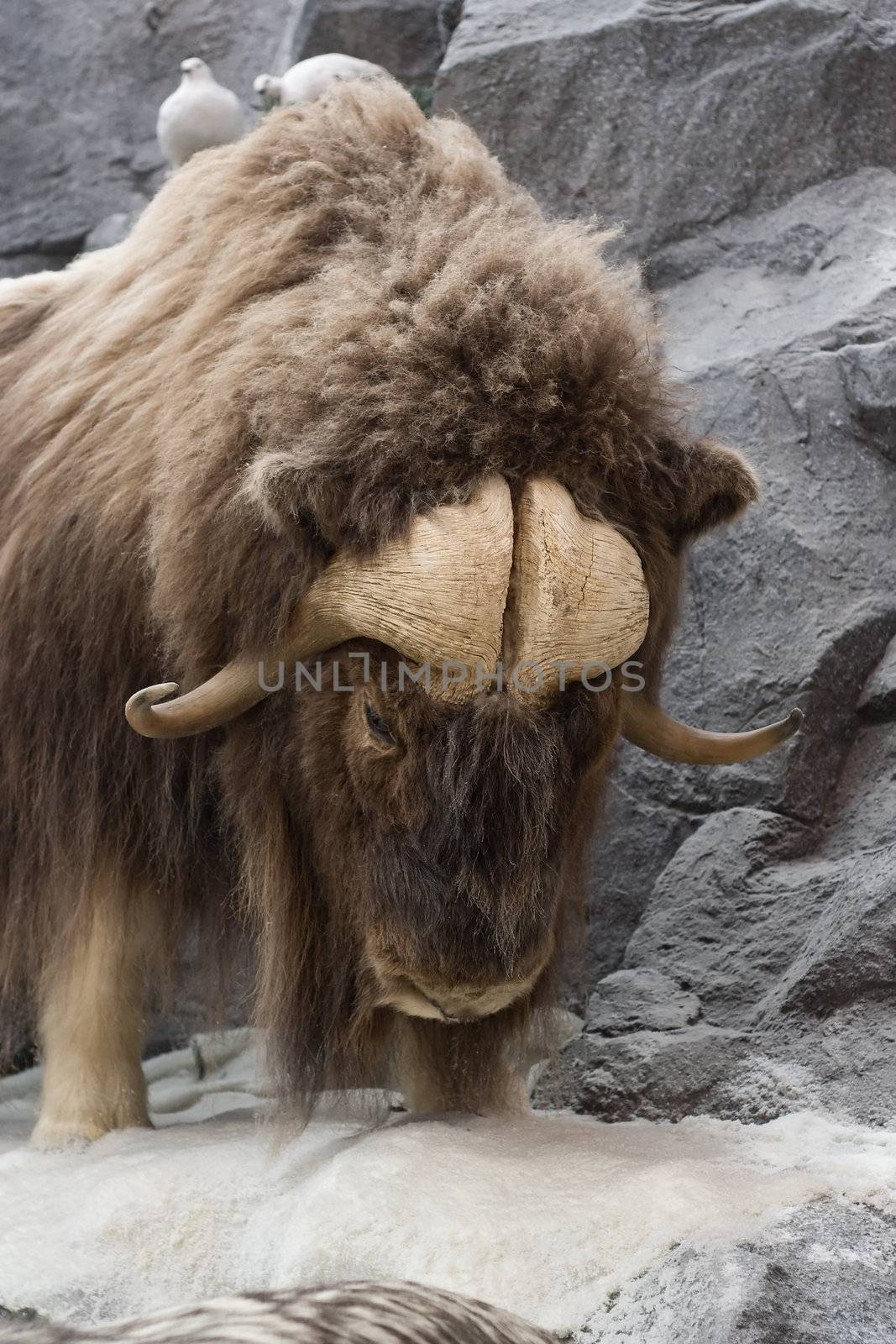 Musk Oxen Hangs on the edge to survive.