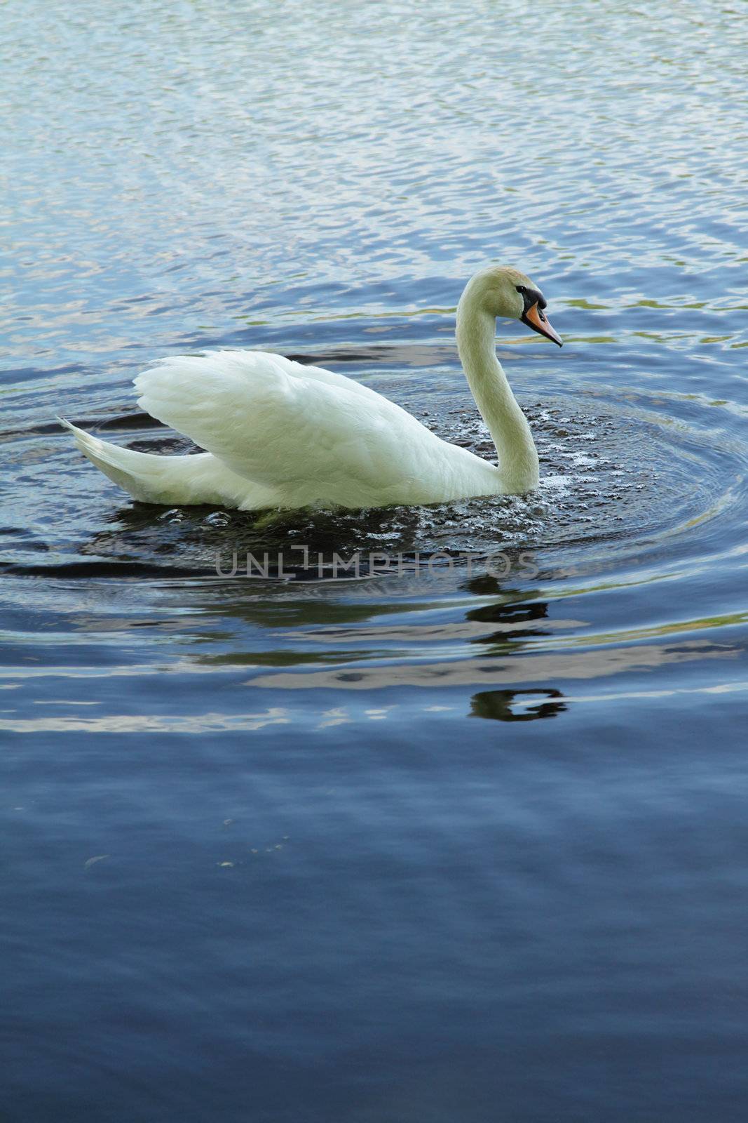 White swan on blue water