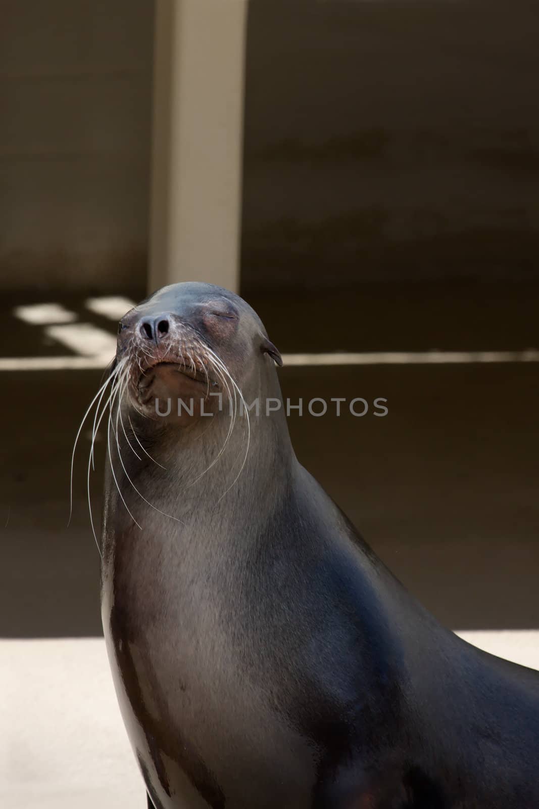 A seal lion performing a routine at the local zoo.