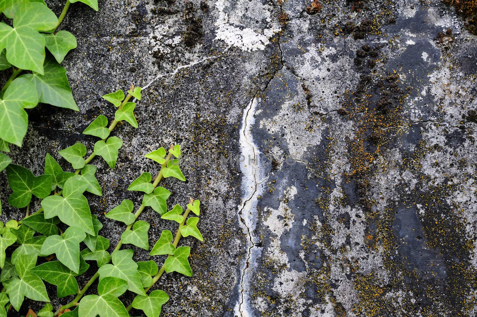 Tendrils of fres green ivy growing across a stained and textured concrete wall. Space for text on the concrete