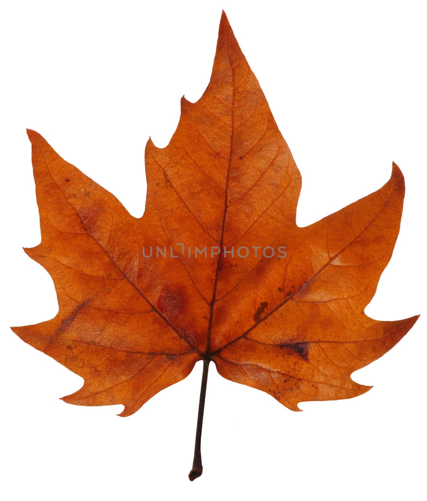 Maple leaf in autumn by Bateleur