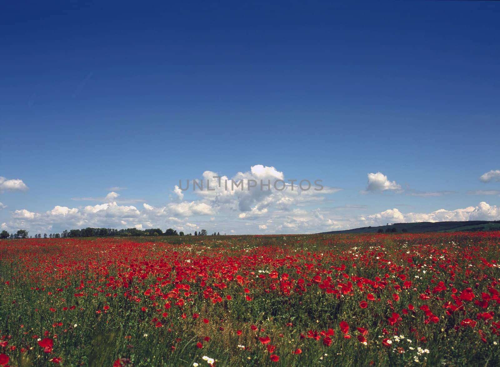 Poppy field by jol66