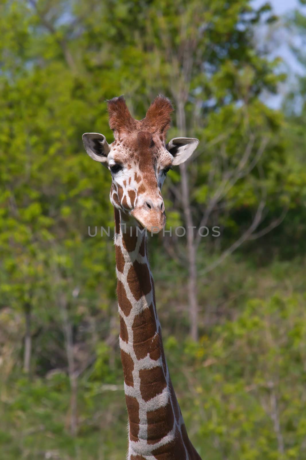 Head and Neck shot of a giraffe.