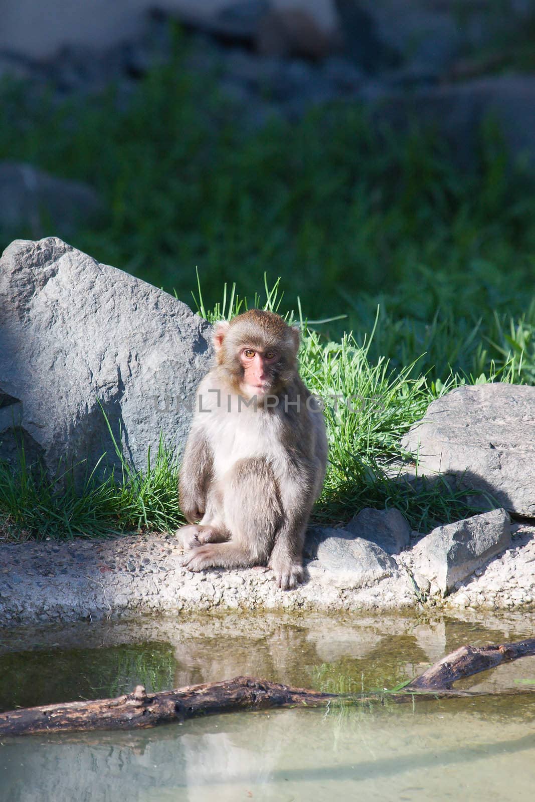 Baby Japanese Macaque Sitting Quietly by the watering hole.