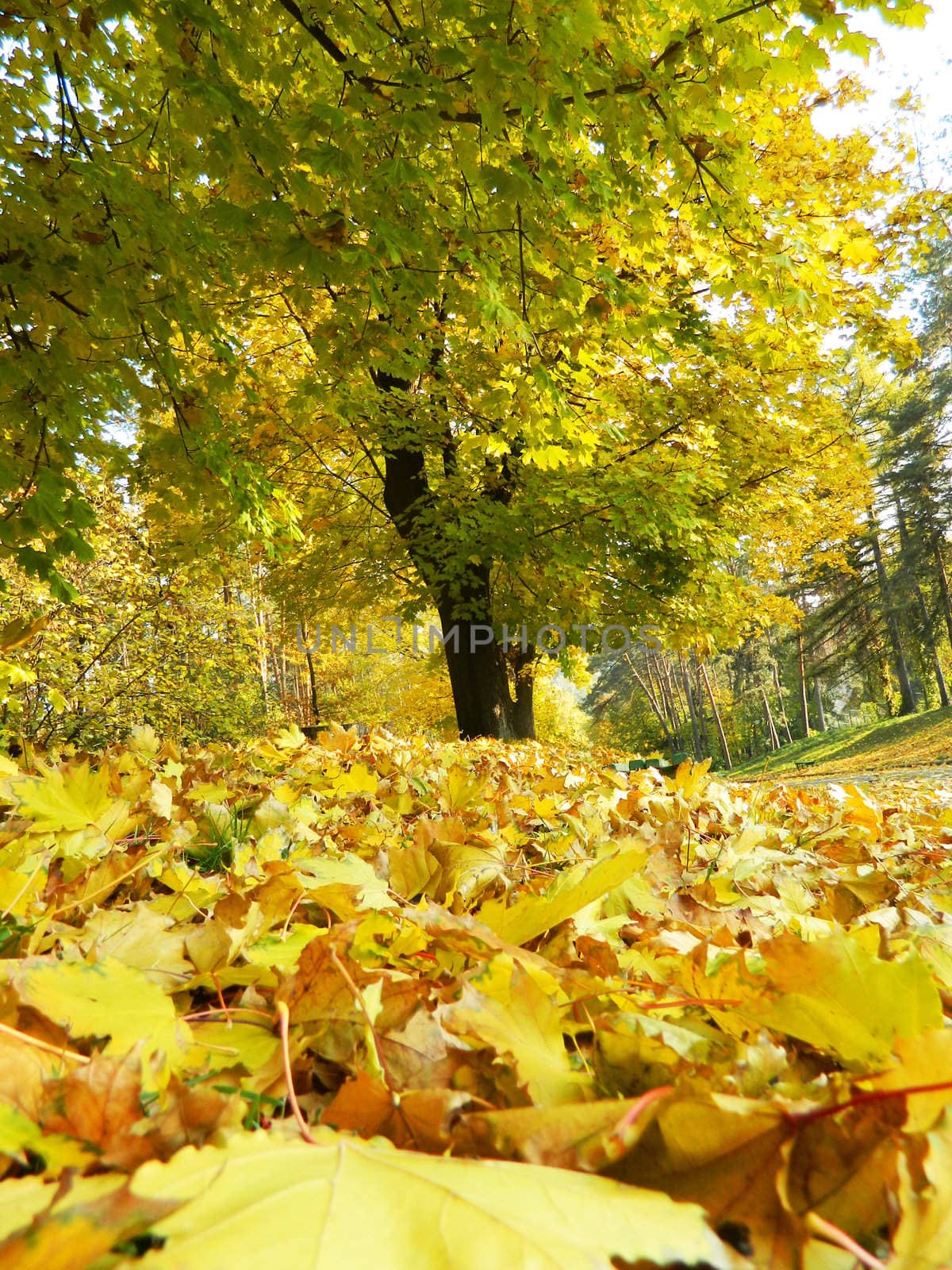Autumn by Annbozshko