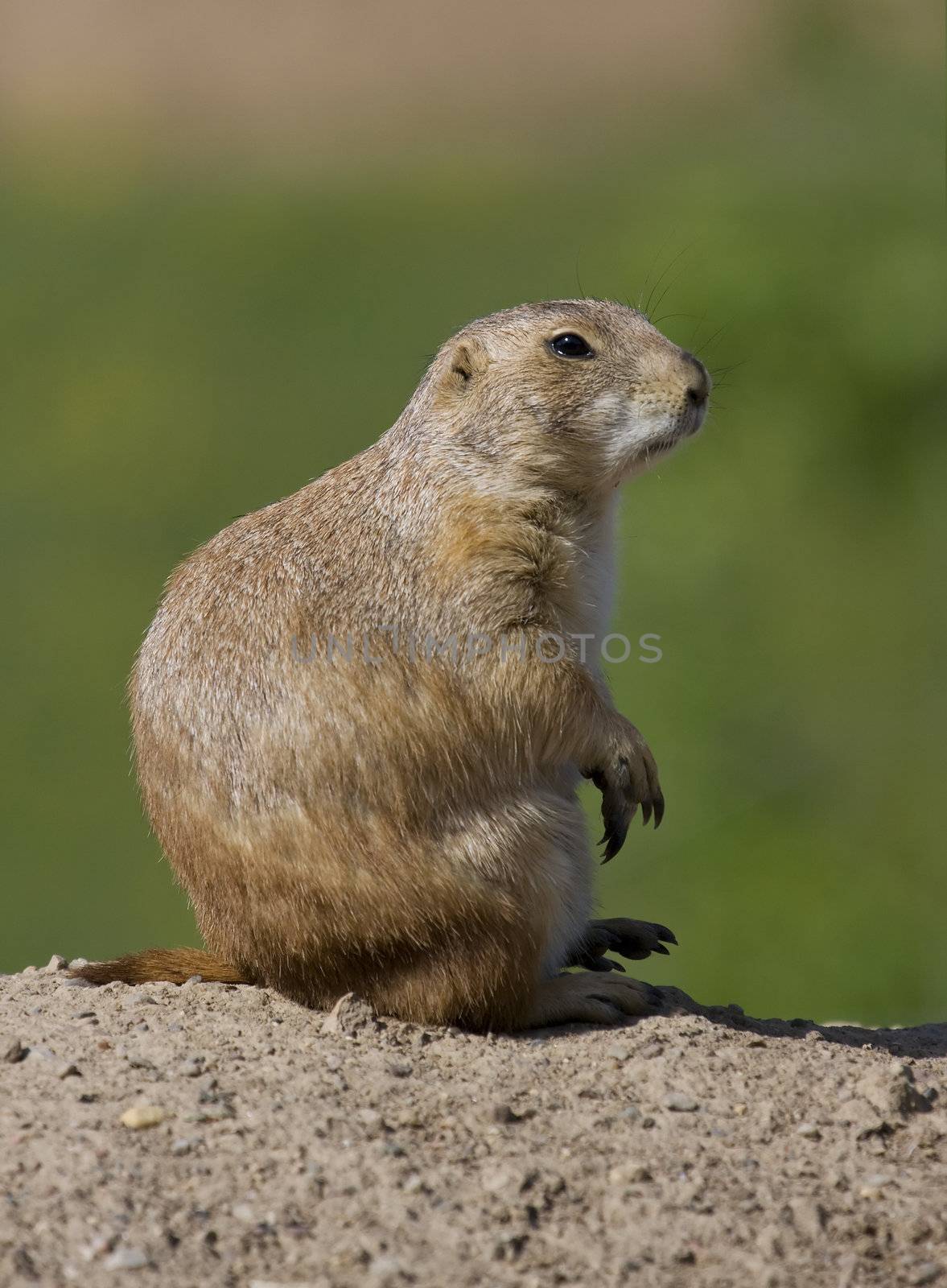 Prairie Dog sits and watches at full alert.
