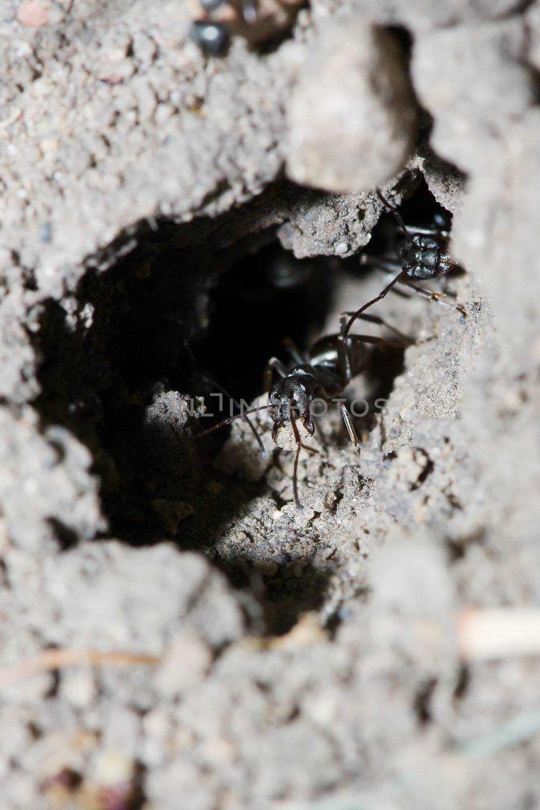 A couple black ants moving dirt around.