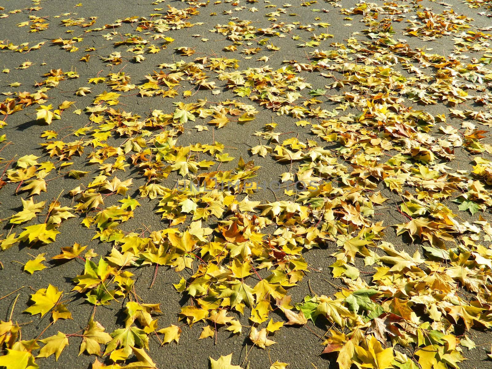 leaves by Annbozshko