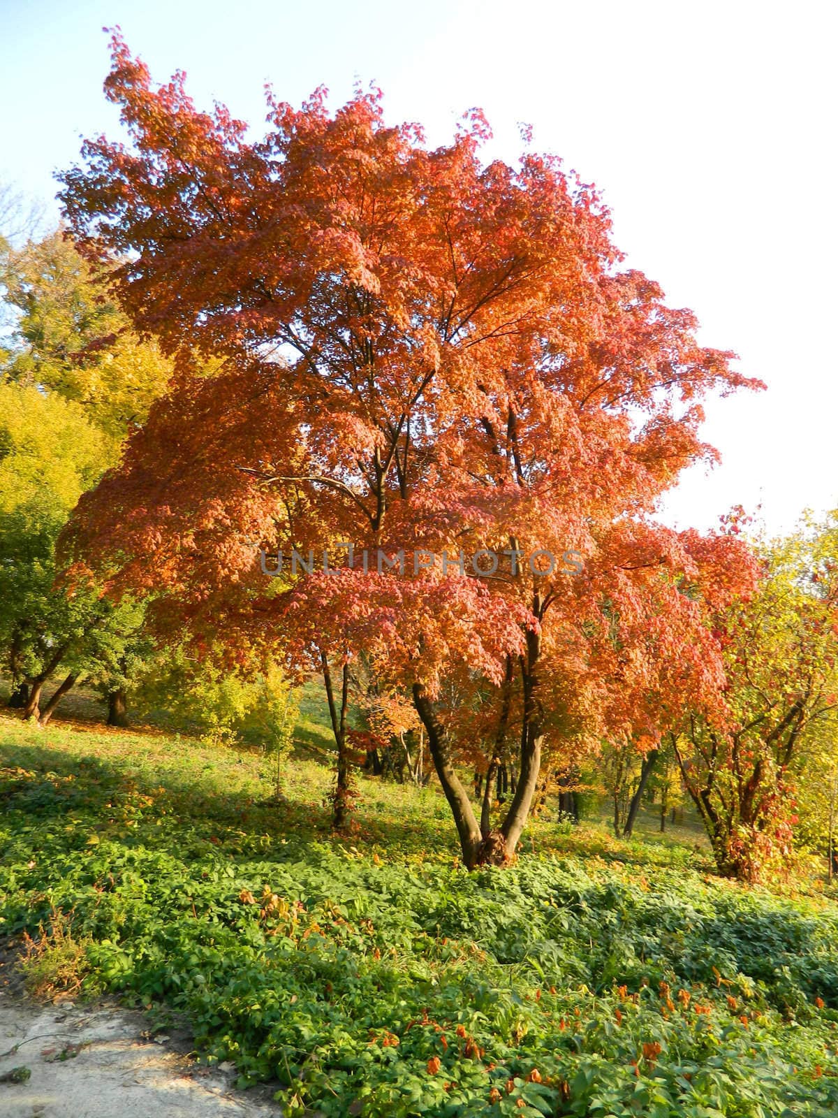 tree by Annbozshko