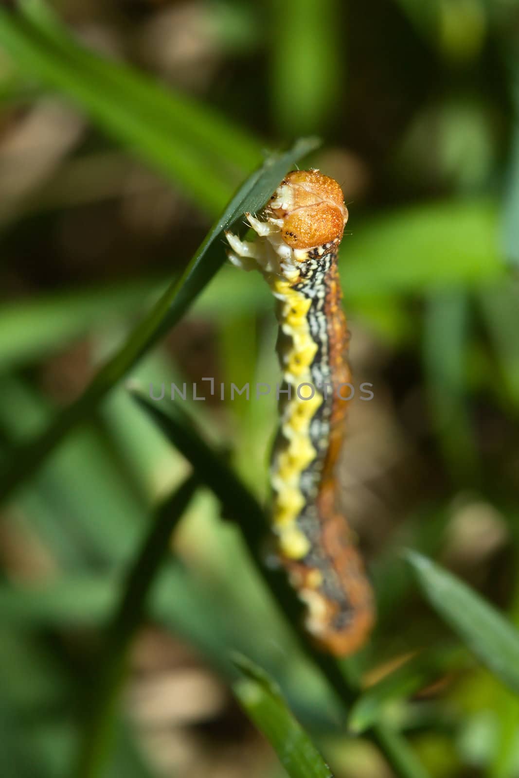 Inch Worm Hanging On to a blade of grass.