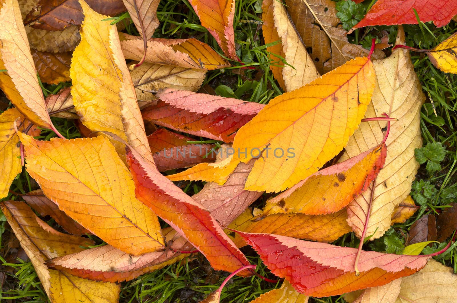 Autumn Colors in Trees, Leaves and Berries