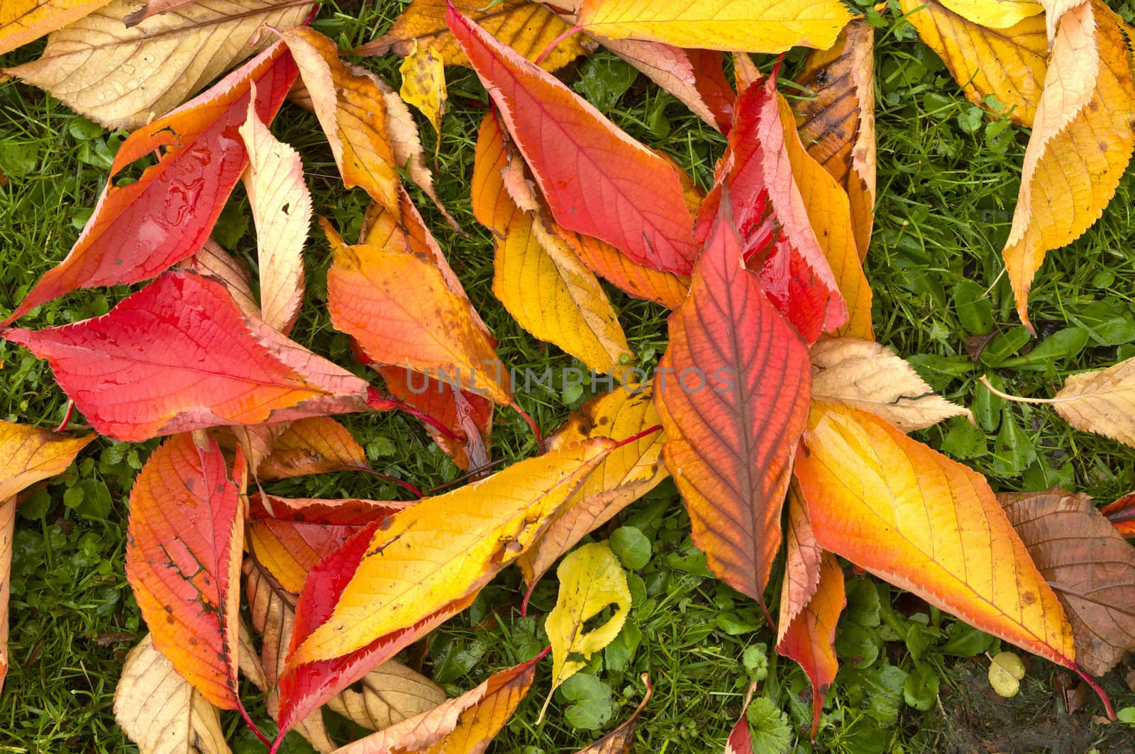 Autumn Colors in Trees, Leaves and Berries