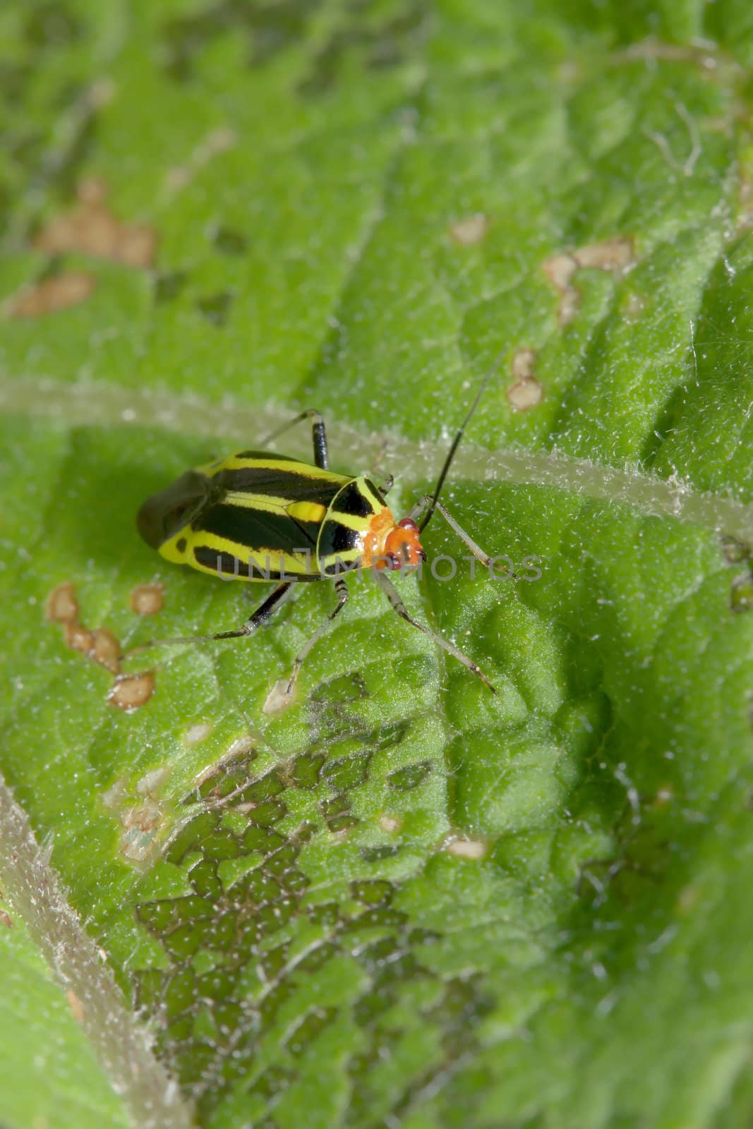 Colorful Bug resting up on a leaf.
