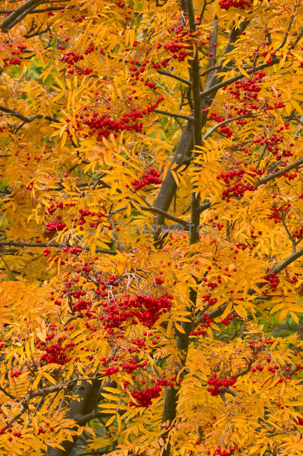 Autumn Colors in Trees, Leaves and Berries