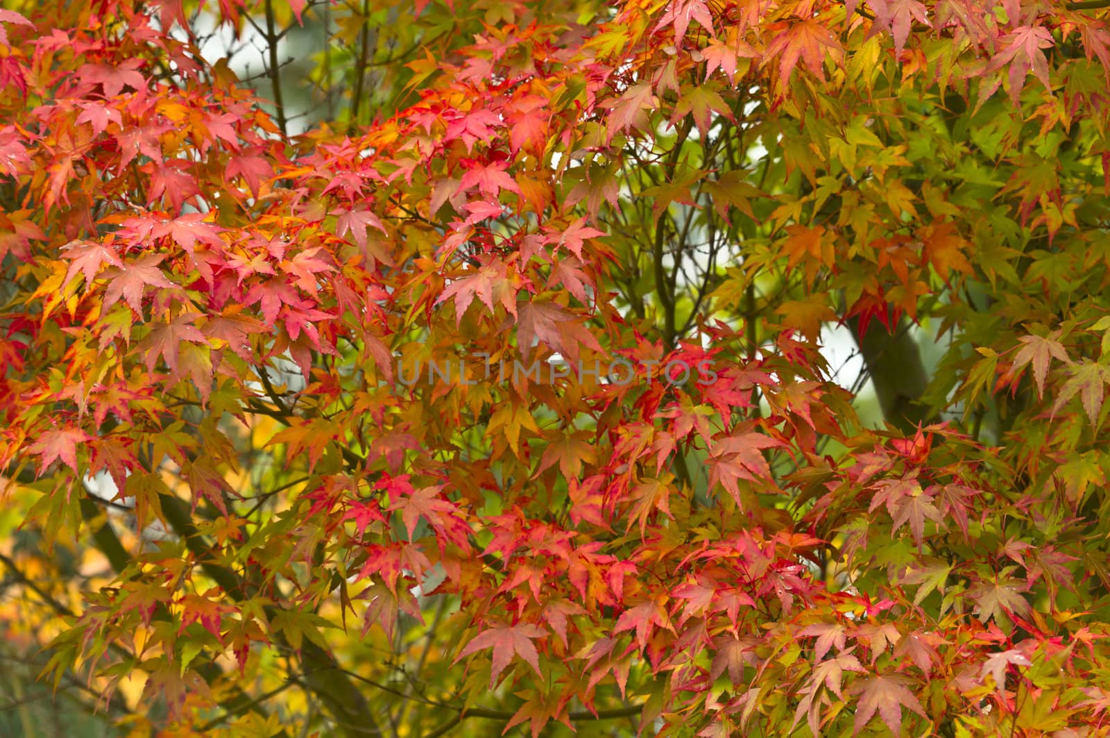 Autumn Colors in Trees, Leaves and Berries