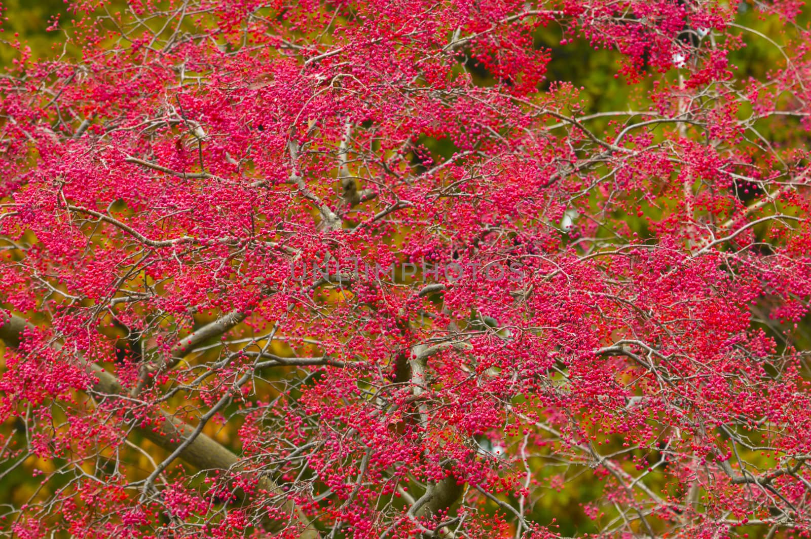 Autumn Colors in Trees, Leaves and Berries