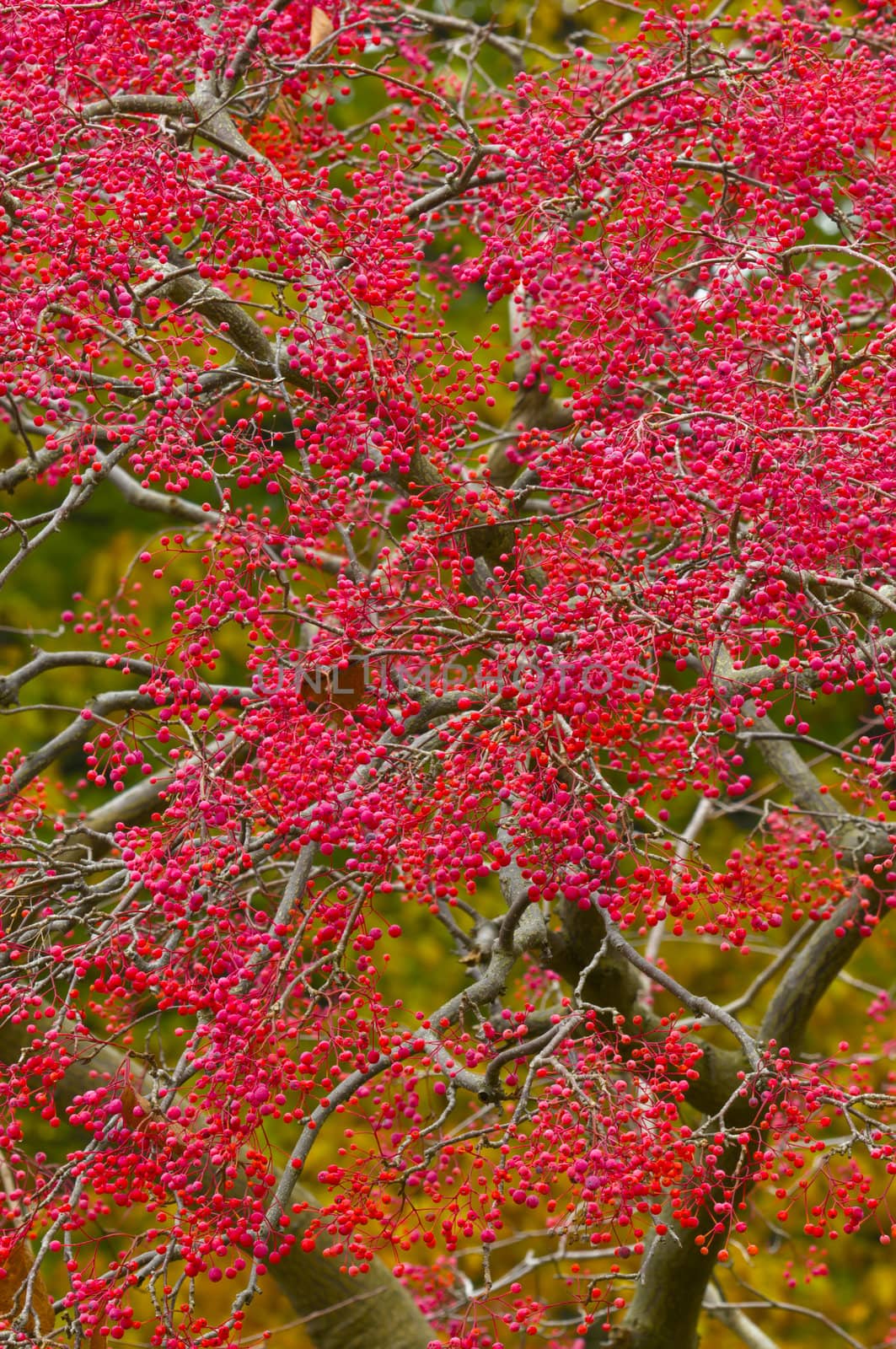 Autumn Colors in Trees, Leaves and Berries